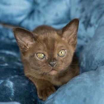 Котята бурманской кошки