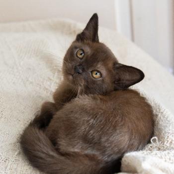 Котята бурманской кошки