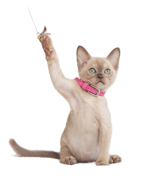 Burmese cat kitten Burmese cat kitten