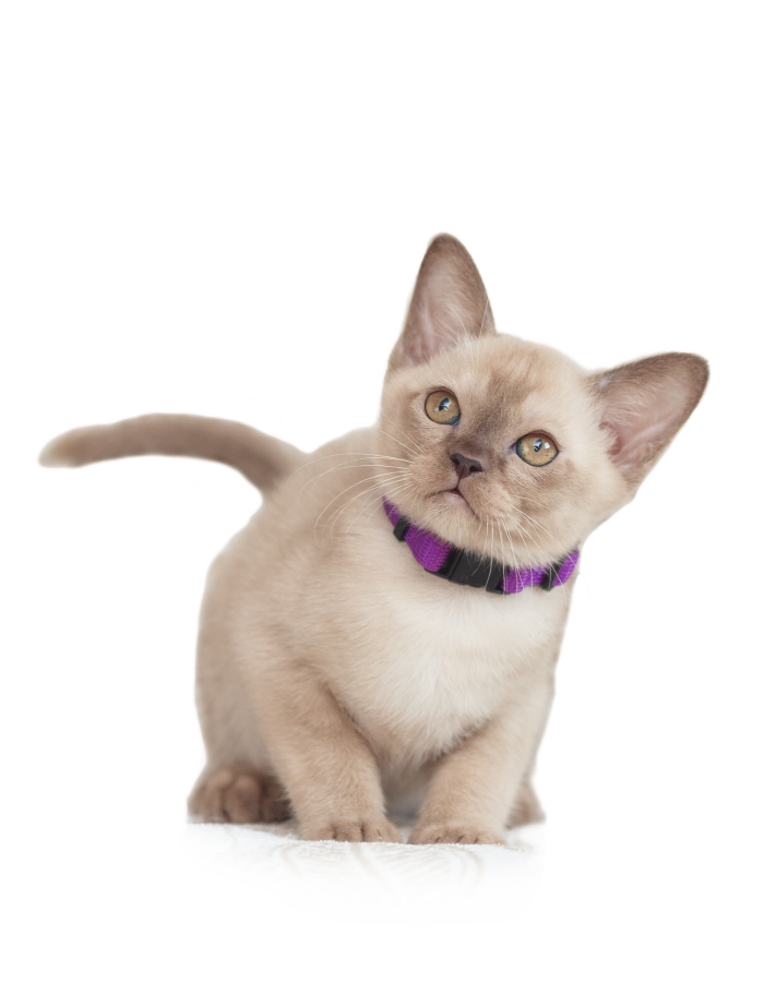 Burmese cat kitten