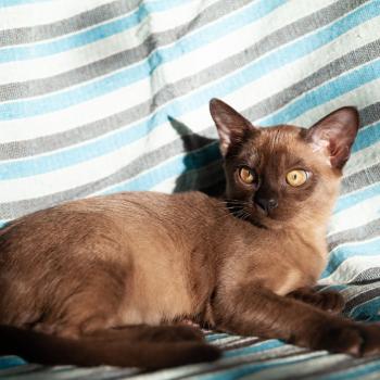Burmese cat photo