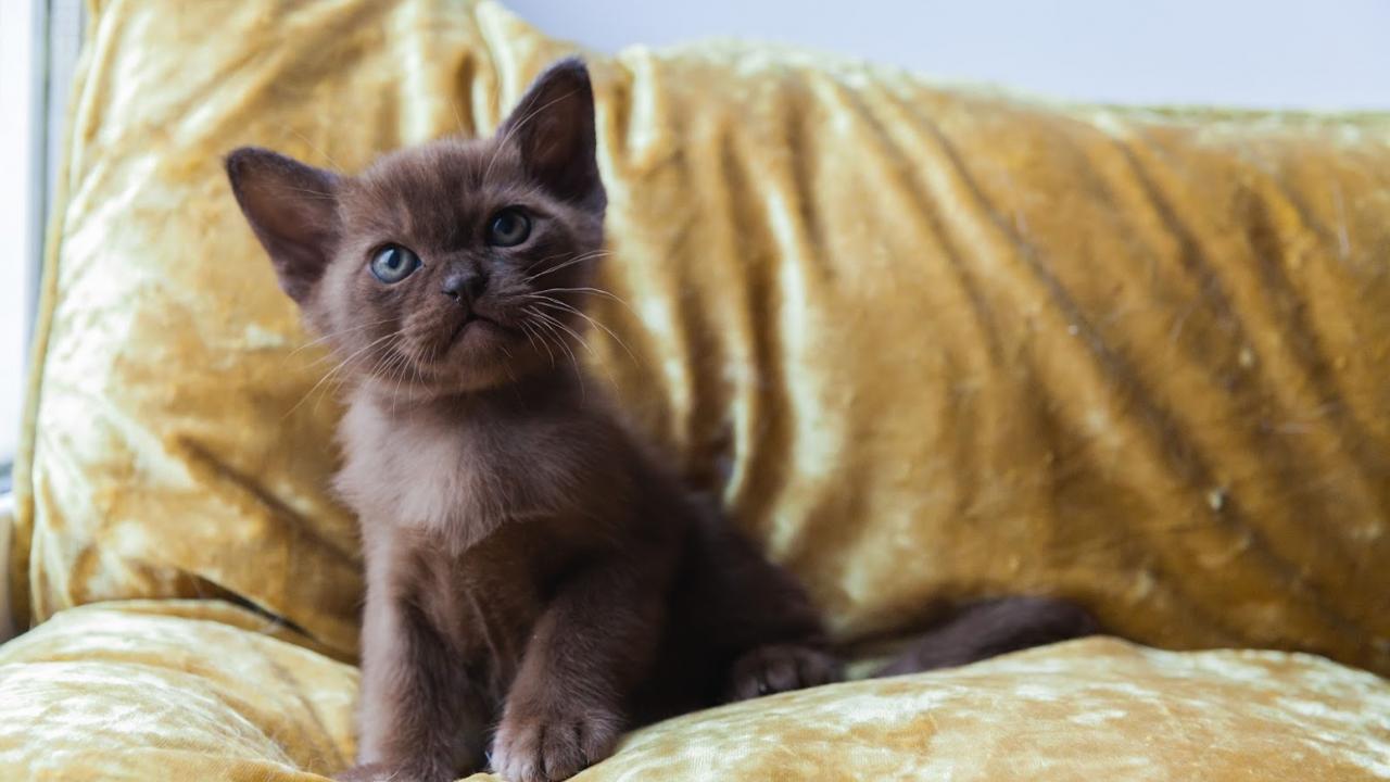Burmese cat photo